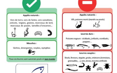 Techniques de pêche durant la fermeture du Brochet , sandre et Black Bass