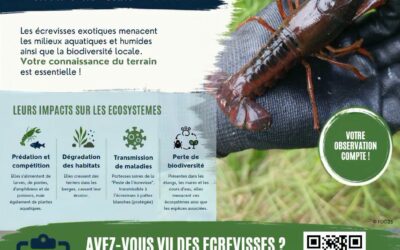 Écrevisses exotiques envahissantes : à vos observations !