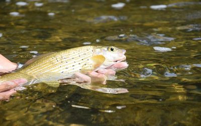 Attention ! Réglementation spécifique exceptionnelle sur les bassins de la Loue, du Dessoubre et du Cusancin