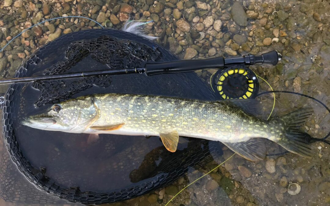 Fermeture carnassier 2026