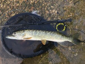 Fermeture carnassier 2026