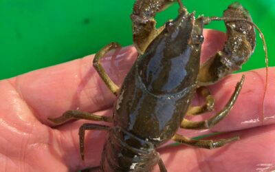 Guide d’identification des écrevisses en France métropolitaine