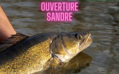 Ouverture de la pêche du sandre le 7 juin