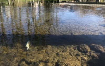 Mortalité massive de truites dans la Loue à Ornans: La fédération de pêche du Doubs a tiré la sonnette d’alarme.